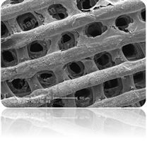 3d生物器官打印机-高低粘度材料多喷头生物3D打印机