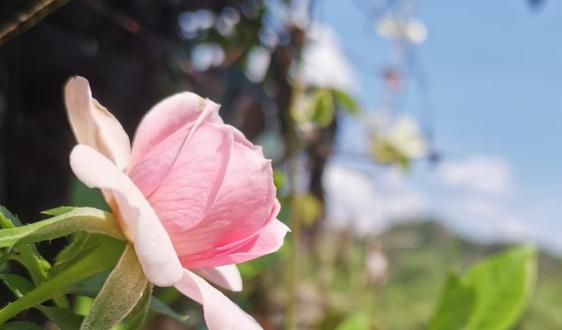 MIT新算法可训练无人机张弛有度避开障碍飞得更快